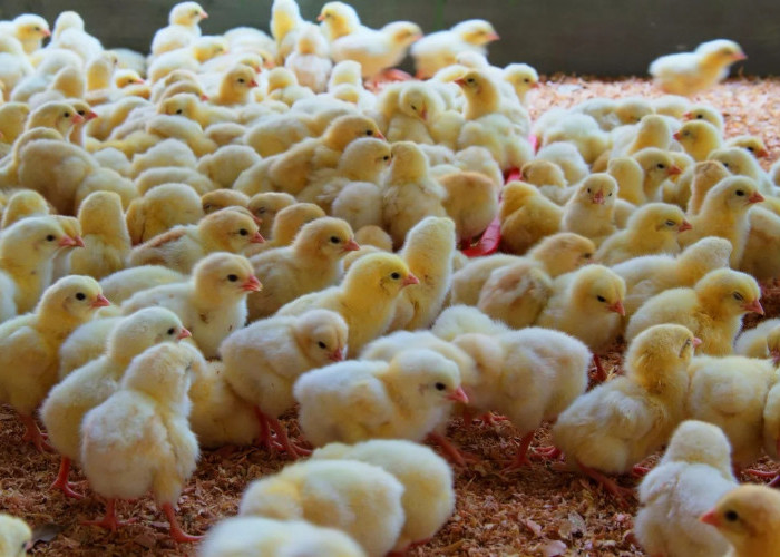 Rp3 Triliun Disiapkan, Kabupaten Malang Bakal Jadi Pusat Bibit Ayam Nasional