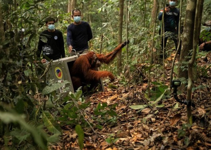 Delapan Orangutan Korban Karhutla Dipindahkan ke Hutan Lindung Batu Nyambu