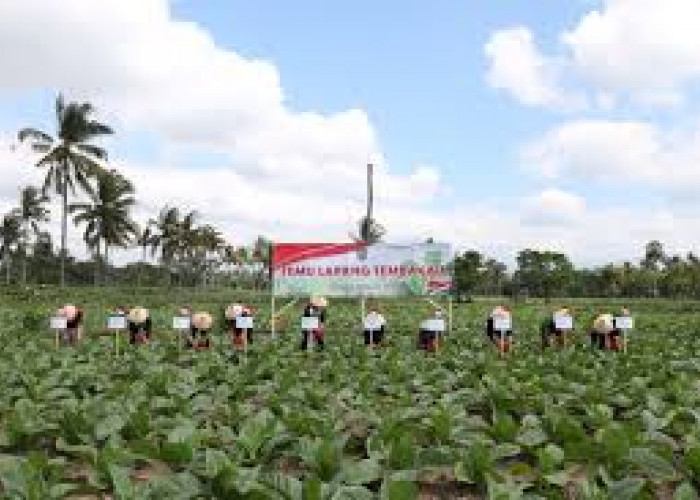 Pemkab Malang Gelontorkan Miliar Rupiah Untuk Budi Daya Tembakau