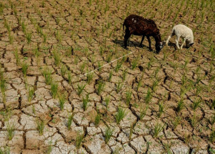 Ratusan Desa di Jatim Terancam Kekeringan