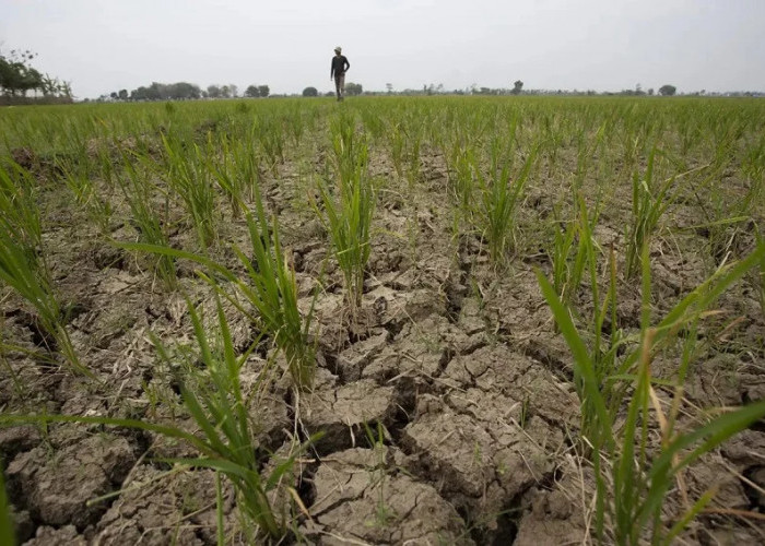 Jatim Masuki Puncak Kemarau, BMKG Soroti Panas Ekstrem hingga Kebakaran Lahan