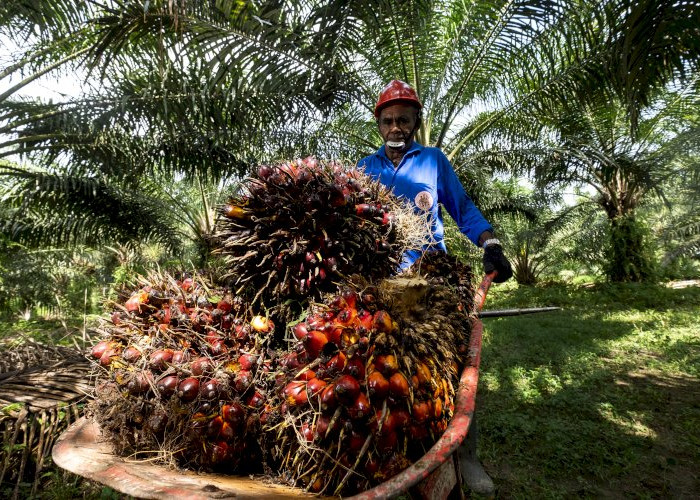 Limbah Sawit Berpotensi Jadi Sumber Energi Baru, Nilai Ekonominya Bisa Naik 9 Kali Lipat