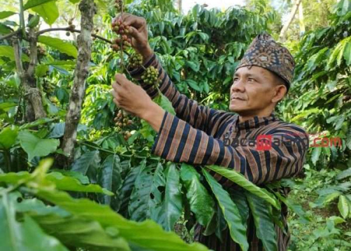 Lestarikan Tradisi, Warga Bangelan Kabupaten Malang Lakukan Ritual Petik Kopi