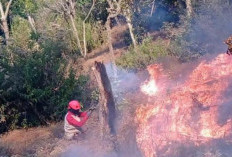 Kebakaran Buthak Kembali di Titik Lama, Water Bombing Mulai Dipertimbangkan