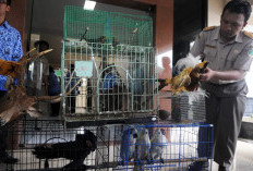 Diskominfo Jatim Soroti Ancaman Baru: Jual Beli Satwa Langka Melalui Platform Online