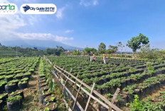 Bukan Sekadar Kebun Stroberi, Desa Pandanrejo Ubah Potensi Desa Menjadi Magnet Wisata Kota Batu