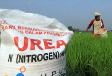 Pupuk Subsidi Jatim Belum Merata, Serapan Antar Wilayah Jomplang