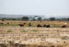 Kemarau Panjang Ancam Panen, Jatim Siapkan Pompa hingga Bantuan Bibit