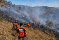 899 Hektare Lahan Bromo Terbakar, Pemadaman Terkendala Angin Kencang dan Medan Curam
