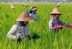 Pupuk Indonesia Dorong Petani Jatim Beralih ke Pemupukan Presisi