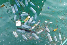 Bahaya yang Tak Terlihat, Mikroplastik Laut Ancam Kesehatan Manusia