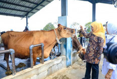 Produksi Susu Tembus 600 Liter Sehari, UPT Batu Sumbang Rp1 Miliar PAD Jatim