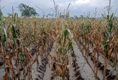 Pemprov Jatim Siapkan Ribuan Paket Benih untuk Pemulihan Kekeringan Lahan Jagung
