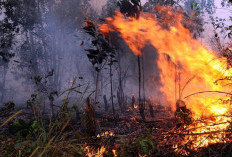 Karhutla Jatim Tembus 7.363 Hektare, Akses Terjal Jadi Hambatan Pemadaman