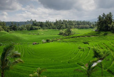 Indonesia Bidik Jutaan Hektare Lahan Terdegradasi, Investasi Pertanian Jadi Kunci