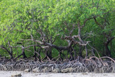 Hampir Kuasai Separuh Mangrove di Pulau Jawa, Jatim Perkuat Benteng Hadapi Krisis Iklim
