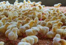 Rp3 Triliun Disiapkan, Kabupaten Malang Bakal Jadi Pusat Bibit Ayam Nasional