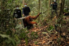 Delapan Orangutan Korban Karhutla Dipindahkan ke Hutan Lindung Batu Nyambu