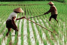 Tak Cukup Panen Melimpah, DPRD Jatim Soroti Hilirisasi untuk Sejahterakan Petani