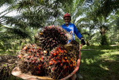 Limbah Sawit Berpotensi Jadi Sumber Energi Baru, Nilai Ekonominya Bisa Naik 9 Kali Lipat