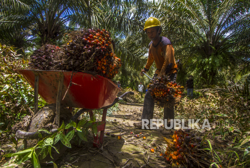 Tata Kelola Kelapa Sawit di Kalsel Diperkuat Lagi