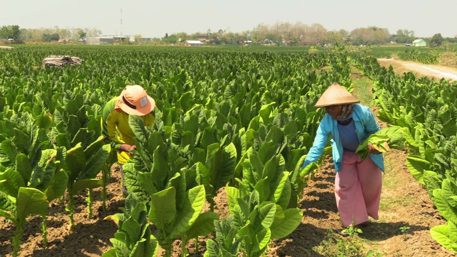 Pemkab Situbondo Beri Bimbingan Teknis dan Pelatihan Untuk IKM Tembakau