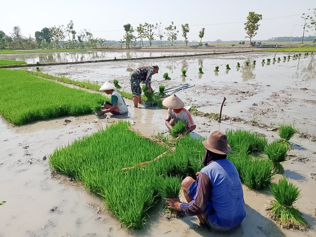 Untuk Antisipasi El-Nino Pemkab Malang Lakukan Percepatan Tanam Padi