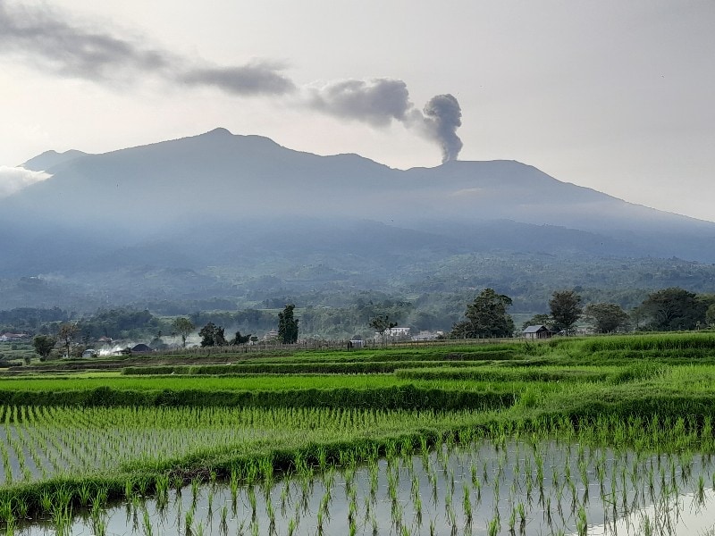 Ribuan Hektare Lahan Terdampak Abu Vulkanik Gunung Marapi