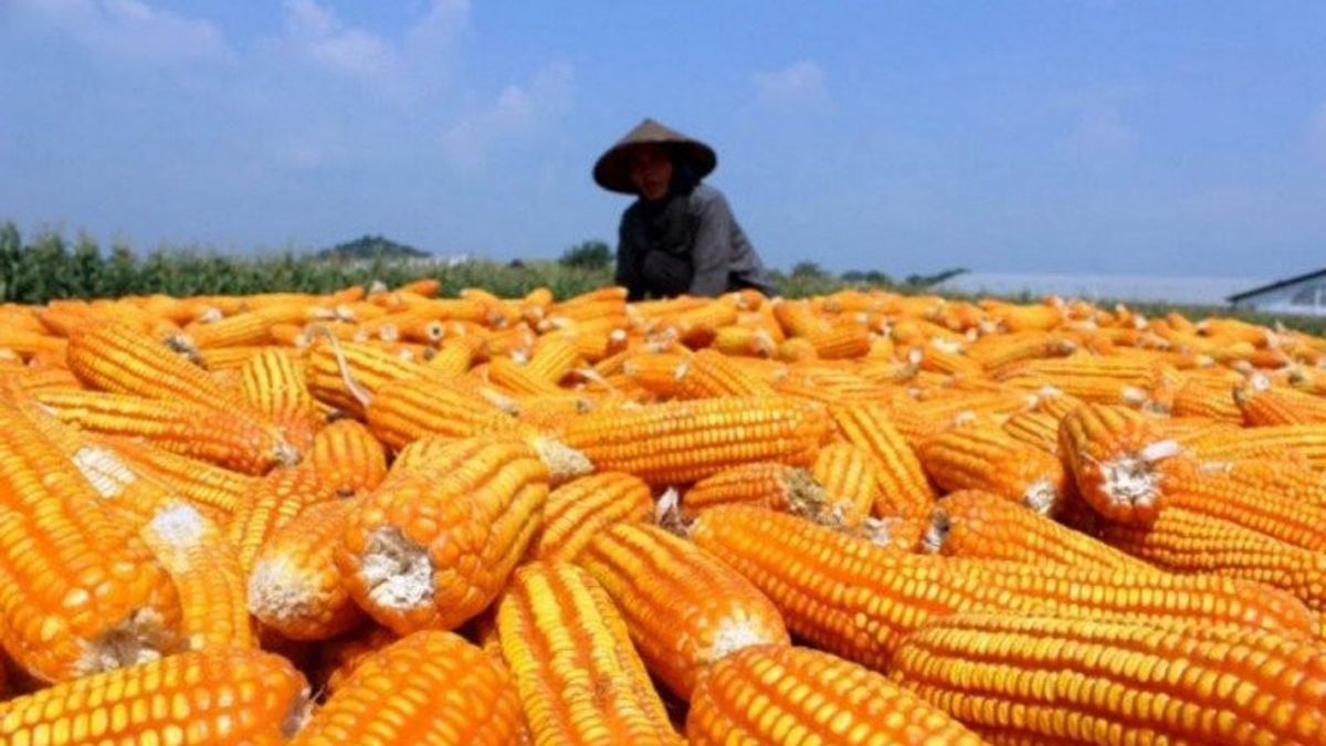 Badan Pangan Nasional Mendorong Pemenuhan Cadangan Jagung Pemerintah