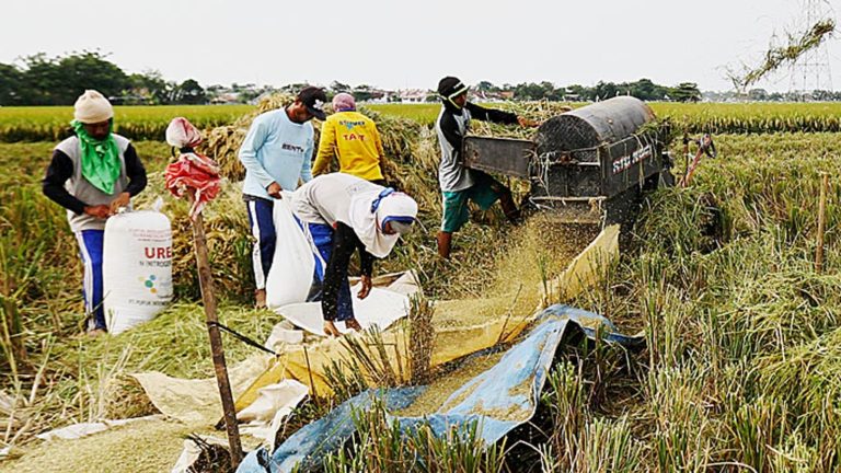 Nfa Jamin Pemerintah Konsisten Serap Beras Produksi Dalam Negeri