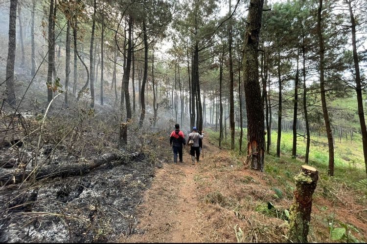 Sebanyak 100 Hektare Lahan Kawasan Gunung Lawu Terbakar