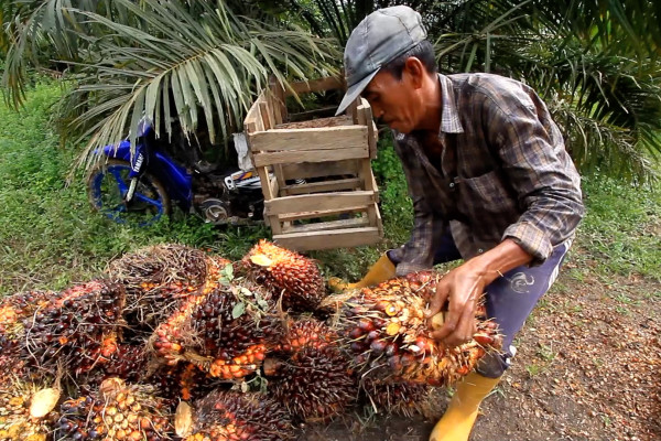 2022 Industri Kelapa Sawit Ri Serap 16,2 Juta Tenaga Kerja