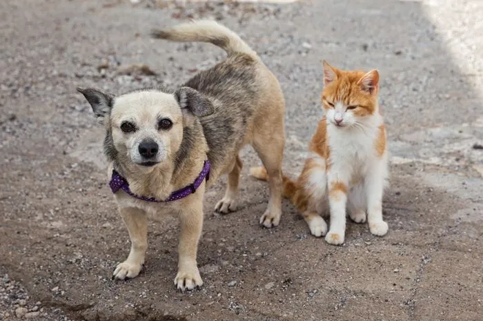 Pasar Tomohon Resmi Larang Perdagangan Daging Anjing Dan Kucing