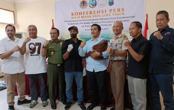 BKSDA Jatim Kembalikan Orangutan Korban Penyelundupan