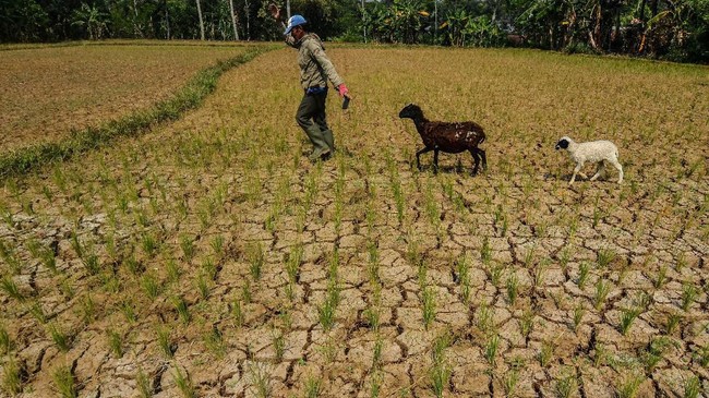 BMKG Sebut Suhu Global Diperkirakan Masih Terus Meningkat