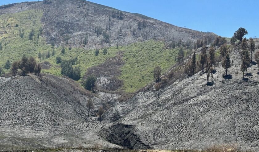 TNBTS Sebut Kerugian Kebakaran Bromo Capai Miliaran Rupiah