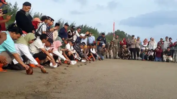 Bupati Malang Lepas Tukik di Pantai Bajulmati