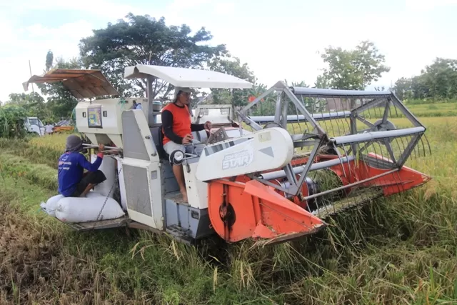 Bulog Ponorogo Tak Serap Gabah Petani Karena Harga Terlalu Tinggi