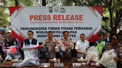 Polisi Gagalkan Aksi Penyelundupan Ratusan Ribu Benih Lobster Ke Singapura