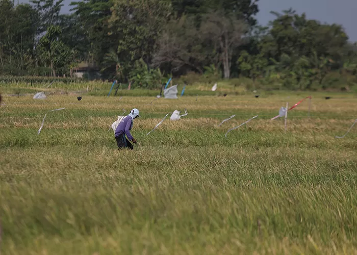 Produksi Padi Menurun Ancam Ketersediaan Beras Di Kediri