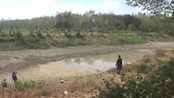 17 Embung Untuk Mengairi 1.300 Hektare Sawah Di Jombang Mulai Mengering