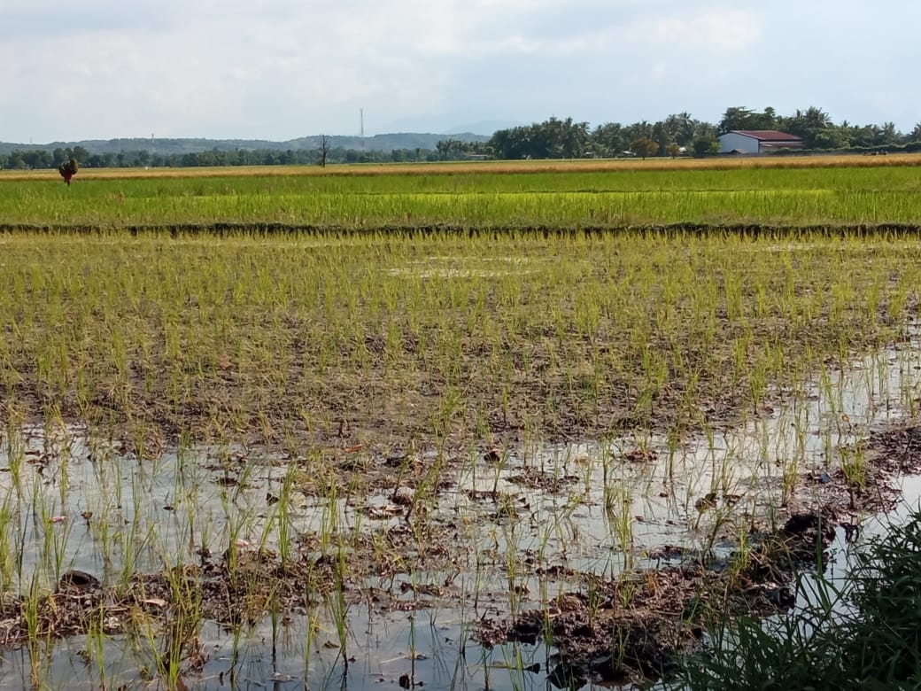 Kelangkaan Pupuk di Situbondo Meluas, Petani  Minta Bupati Berikan Solusi