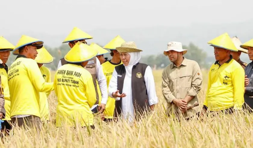 Produksi Padi Jatim Capai 9 Juta Ton Tahun Ini