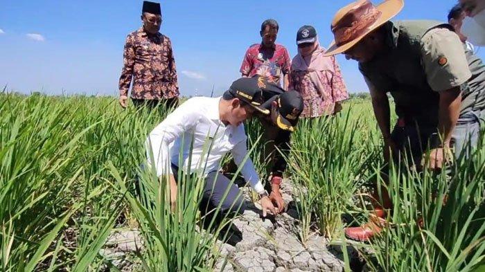 Ribuan Hektare Lahan Pertanian Di Sidoarjo Dilanda Kekeringan