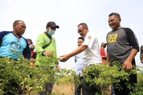 Wawali Mengajak Warga Surabaya Mengoptimalkan Urban Farming Untuk Antisipasi Kemarau