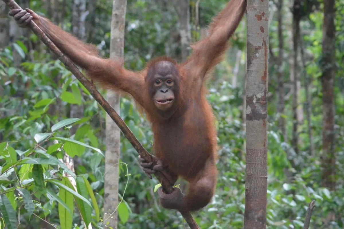 Dua Orangutan Lahir di Taman Nasional Betung Kerihun