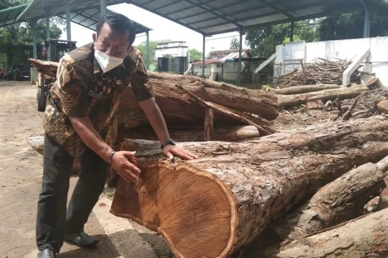 Pemkab Tulungagung Menginventarisir Aset Pohon Bernilai Ekonom