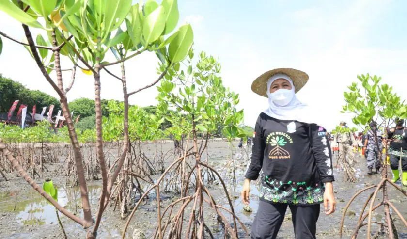 Khofifah Ajak Warga Jatim Sedekah Oksigen Dengan Tanam Mangrove