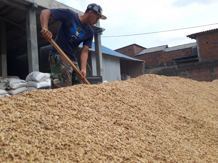 Perum Bulog Cabang Malang Mengaku Kesulitan Menyerap Gabah Dan Beras Hasil Panen Petani