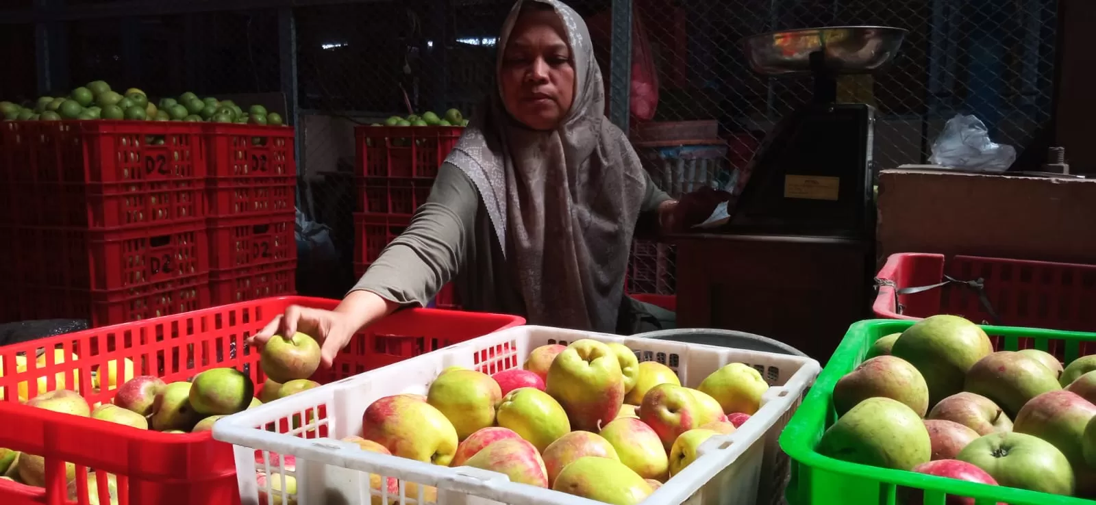 Banyak Pedagang Apel Batu Yang Lebih Tertarik Dengan Apel Nongkojajar